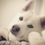 Bella the Bomsky