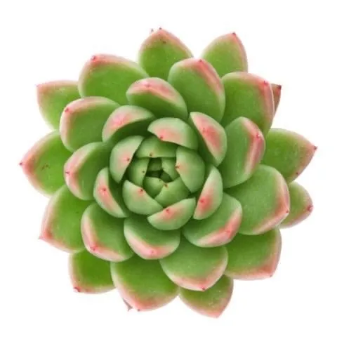 Succulent Garden