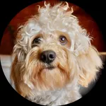 Chico