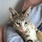 Ollie
