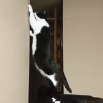 くろしろねこ