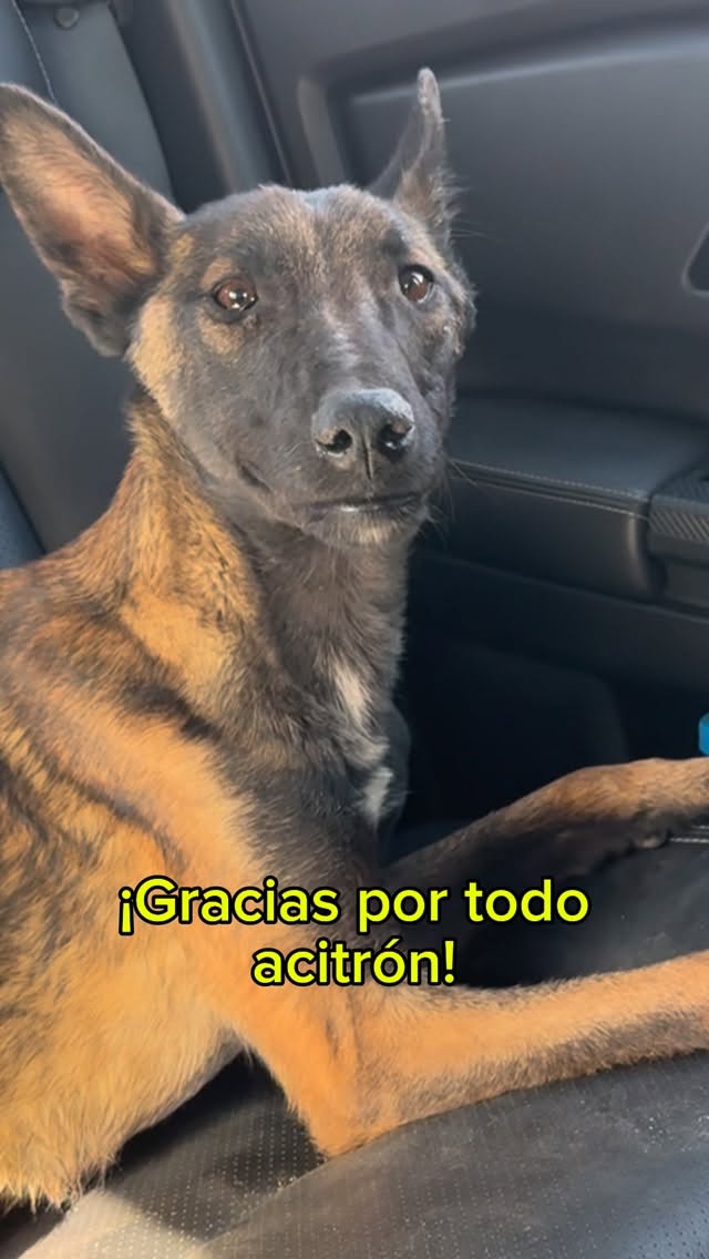 El hogar de Duke: Gracias Acitrón por todo ❤️🩹