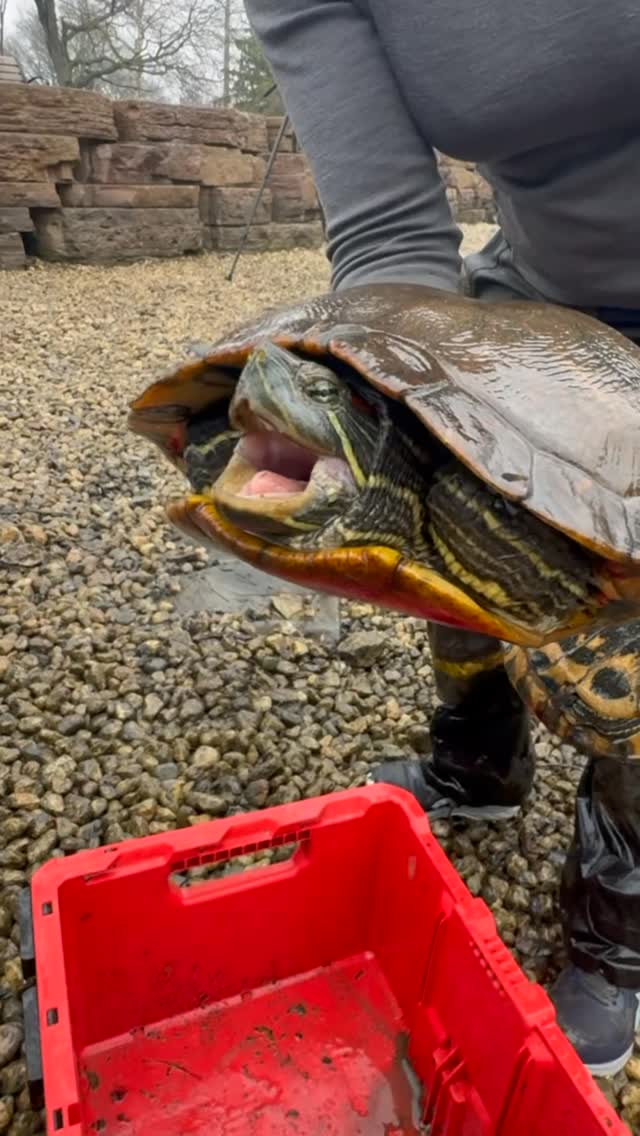 Ed Beaulieu: 100 Ninja Turtles took over this pond! 🥷 🐢