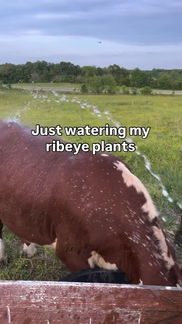 Brian Sanders: They take inedible substances and turn them into perfect human nutrition while regenerating the land
What a miracle