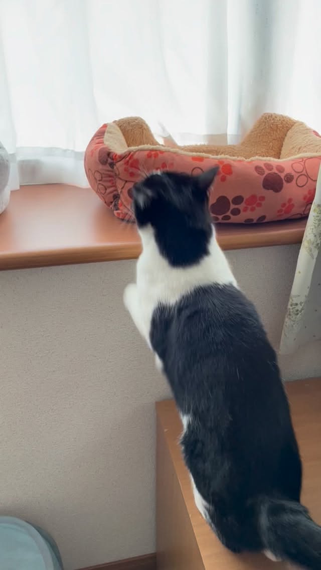 ねこ福: 一瞬、モメるか?と身構えたけど
昼下がりの静寂は守られました。
今日は仲良くふたり部屋🐾
#猫のお昼寝 #黒白猫 #ハチワレ猫 #猫のいる暮らし #黒猫