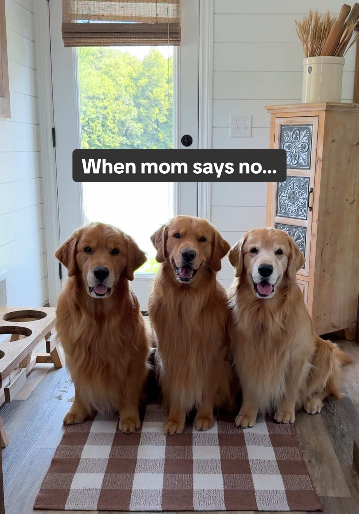 Todd Budzyn: When life closes a door you lasso it open 🐠💦 #dogsoftiktok #goldenretriever