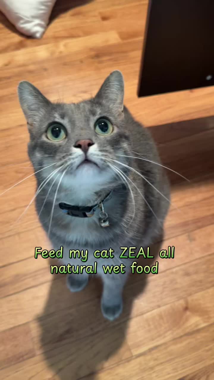 Tove: You need to try this amazing all natural wet food for your cat! 🐱 #fyp #cat #catsoftiktok #cattok #catfood