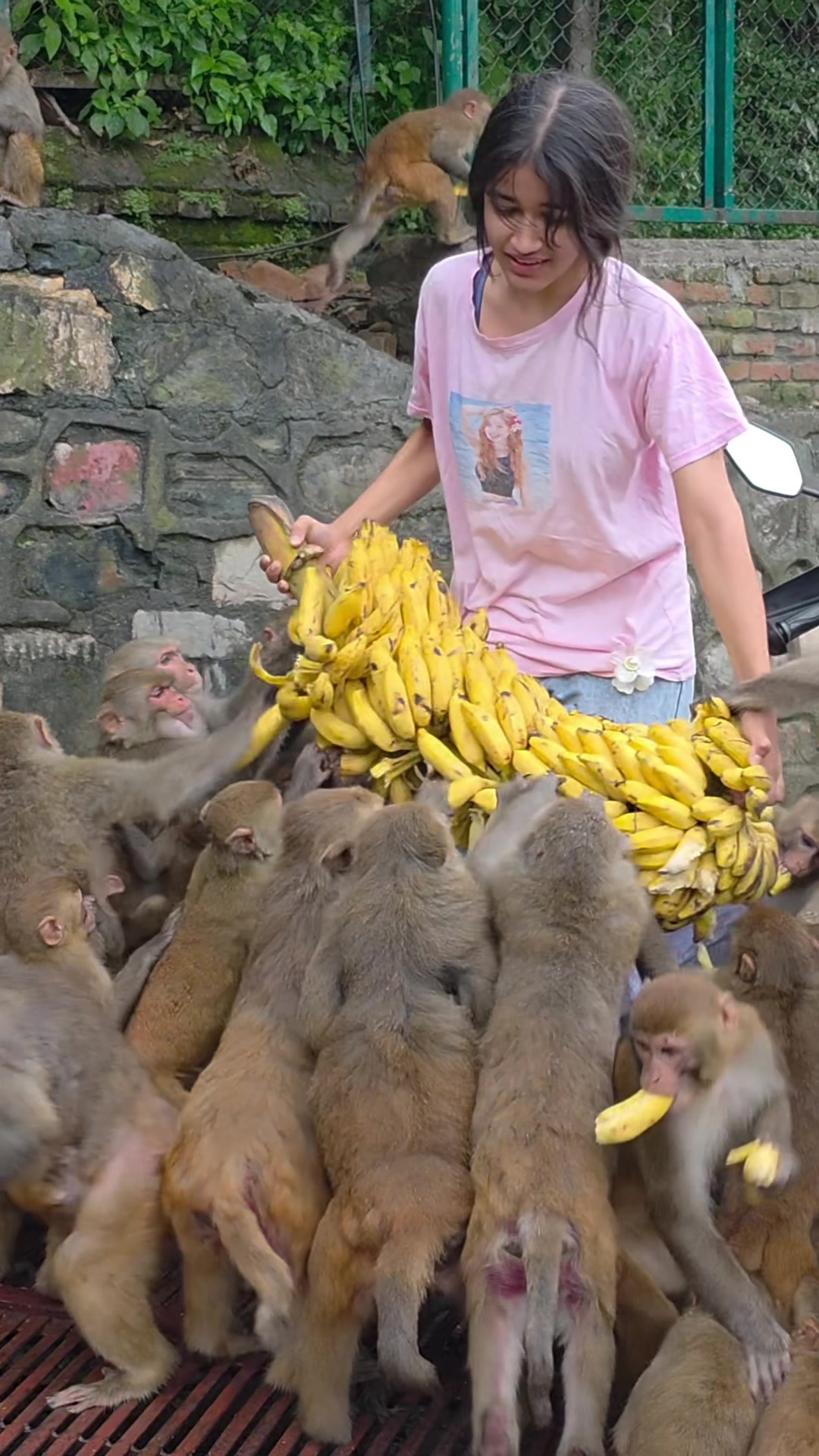 FEEDING ANIMAL (FAF): The monkeys are happily feasting together on a bunch of bananas