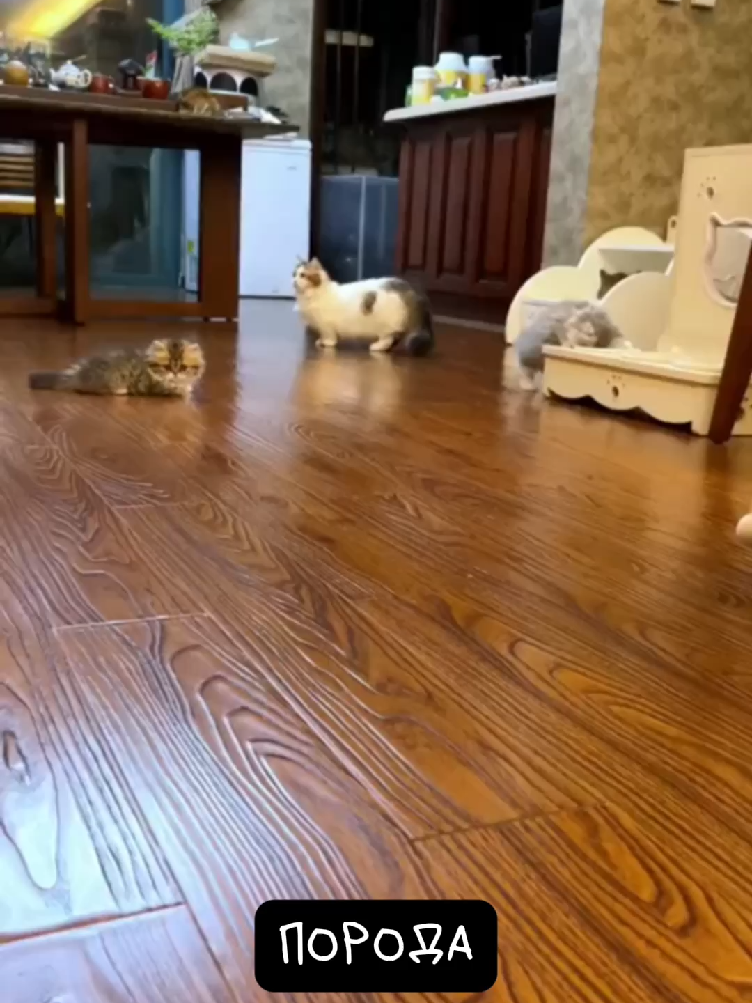 Глеб Рандалайнен: Манчкин Кот 🐾 Коротышка Милаш