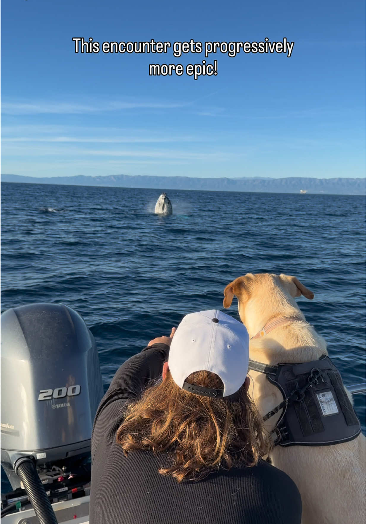 Domenic Biagini: Birthday whales are the best whales! With Fin and @ericasackrison