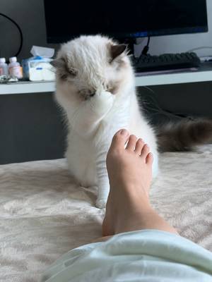 Happy Dole: butt sniff compilation gone WRONG#cat #funny