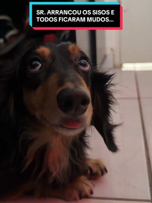 Malcom Salsicha: Cadê minha voz, tio? 🤨 #siso #humor #pets #dachshunds #srramos