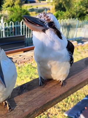 Unknown: Wonderful sounds of amazing creatures #birds #sounds #wildlife #nature #fyp