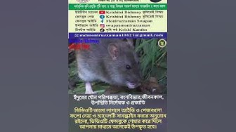 Krishitei Bishmoy: Learn 100% effective ways to kill rats | How To Kill Rat With Home Remedies | Mous Passion