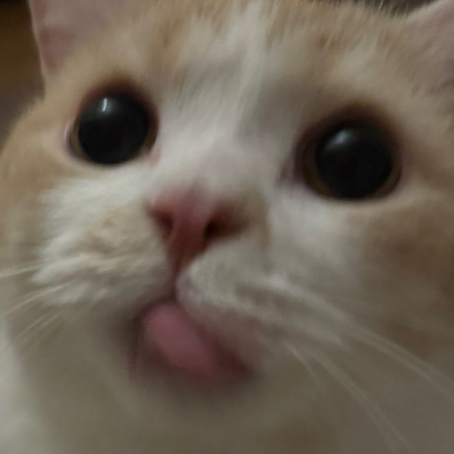 최마요