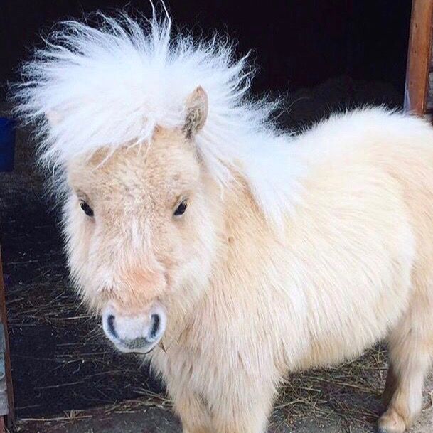 Teddy the Shetland