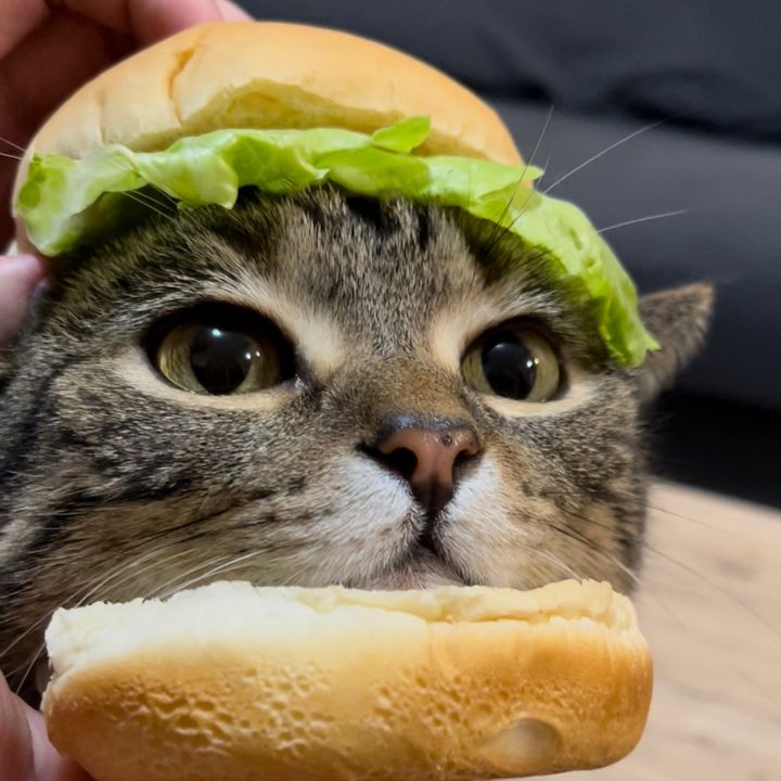 Ringo the Cat