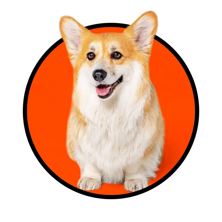 Maxine the Fluffy Corgi