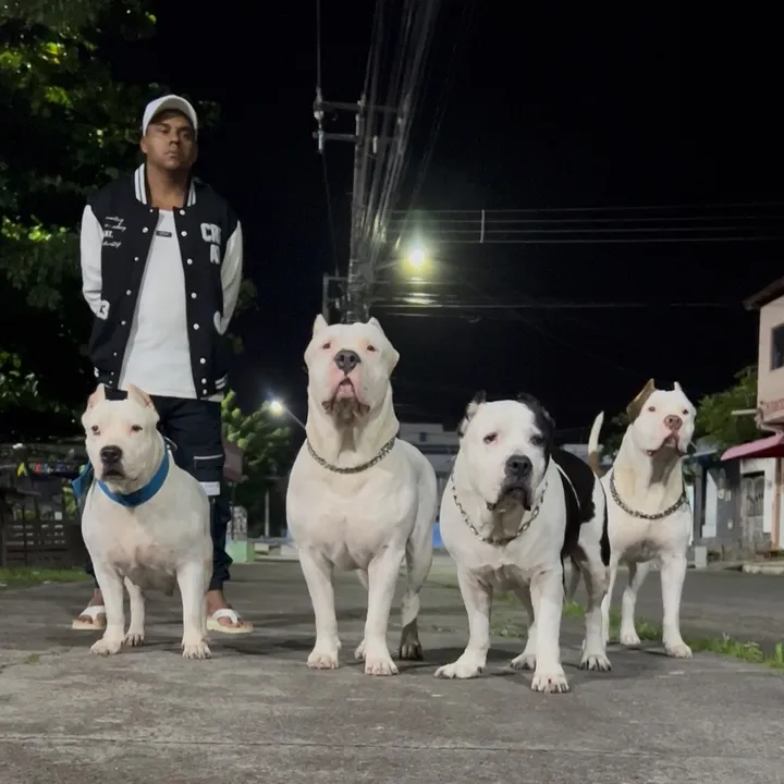 Pitbull é um Vício!