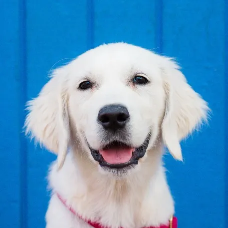Lady the Golden Retriever
