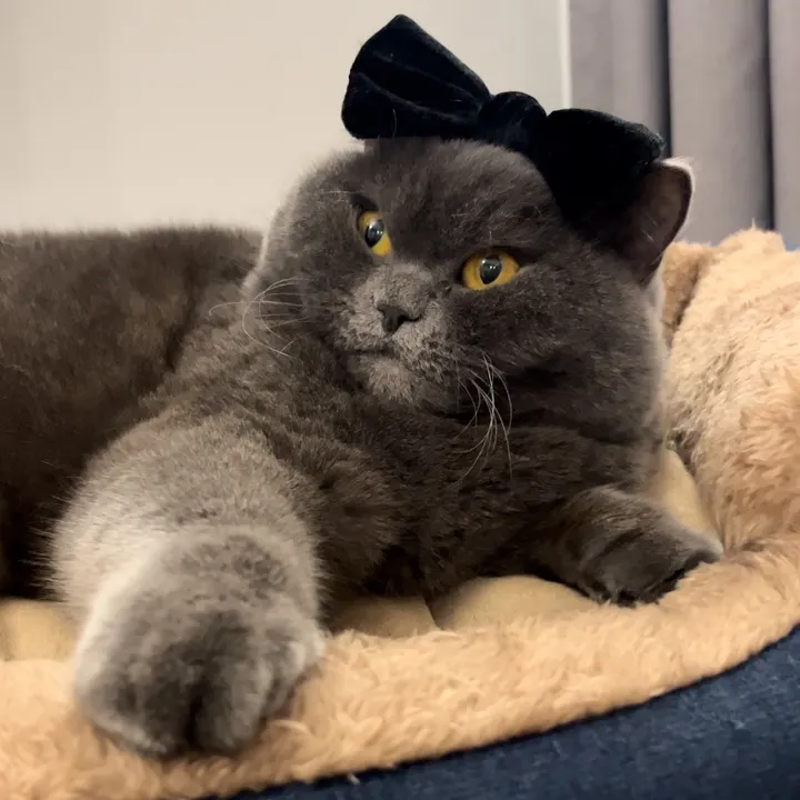 Diva Pixel