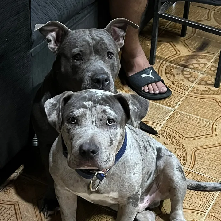 los pit logon