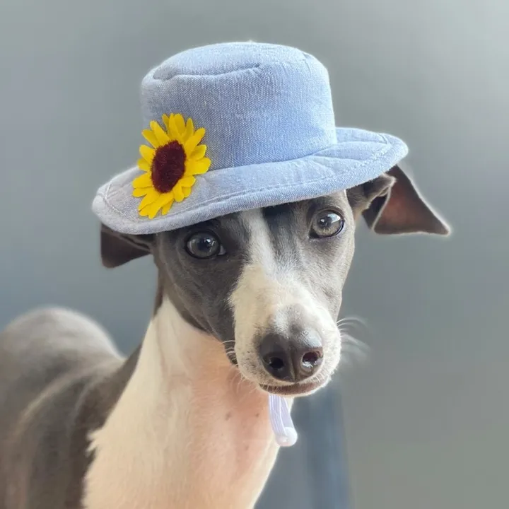 Nola the Iggy