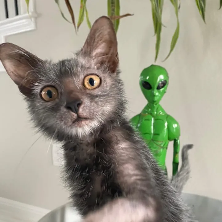 Chupie the Chupacabra