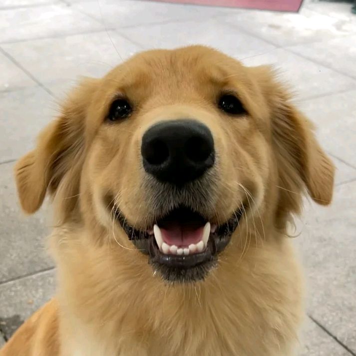 Golden Fam
