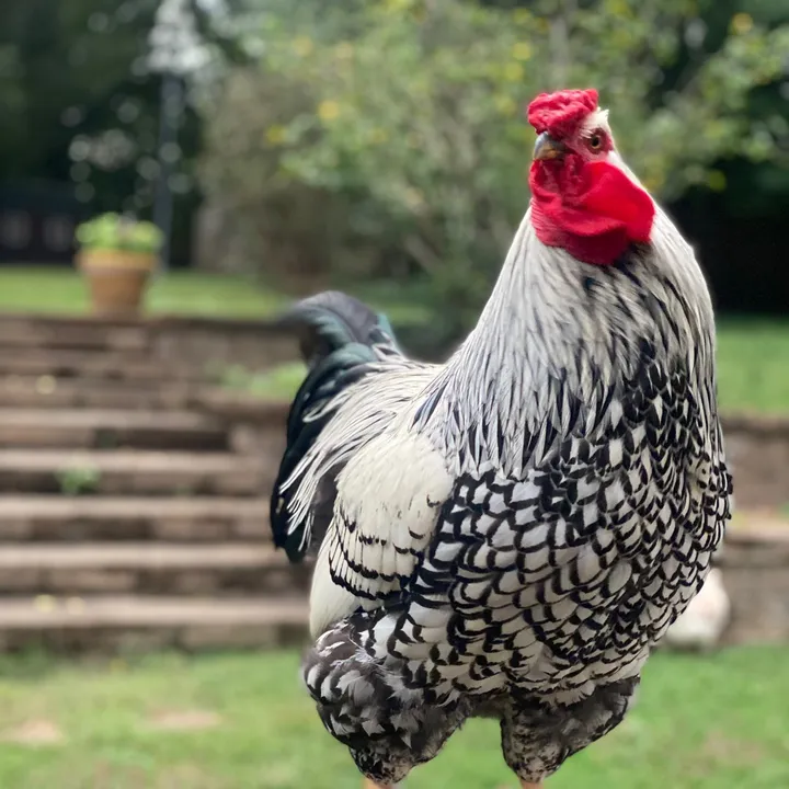 Frankie the Rooster