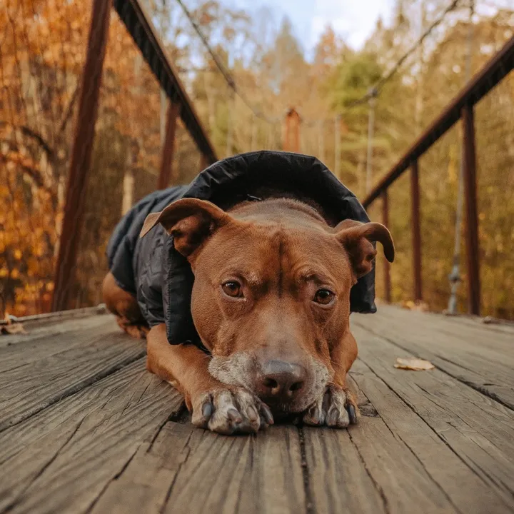 Opie the potato