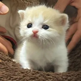 Xiaojucat