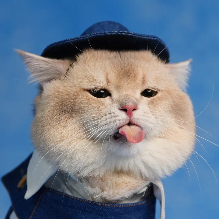 Kiwi British Shorthair