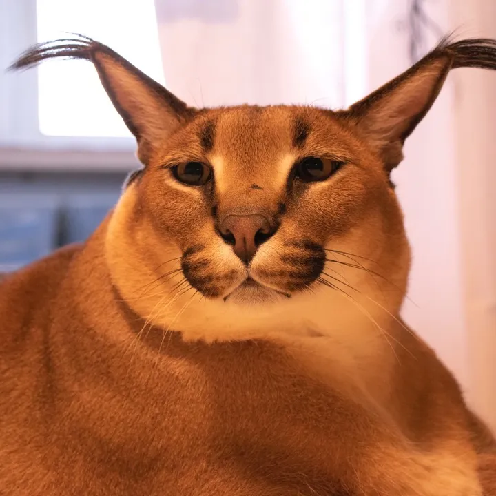 Gosha (Big Floppa)