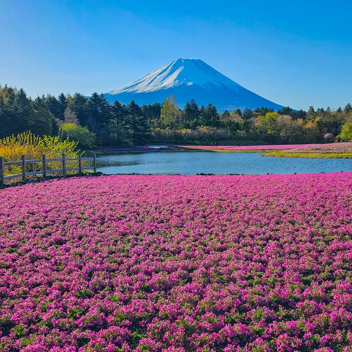 富士山絶景-Japan 4K Fuji