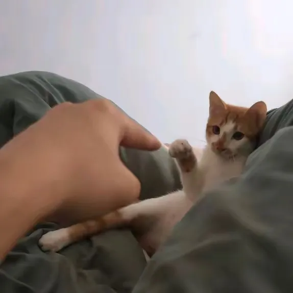 叶 eee