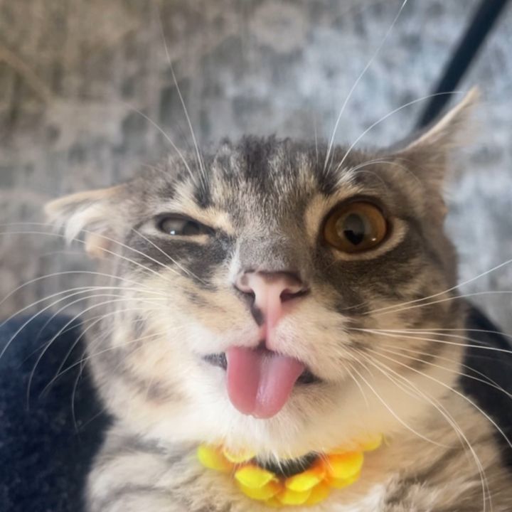 Rigby Cat