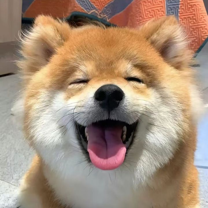 petsbaby18264