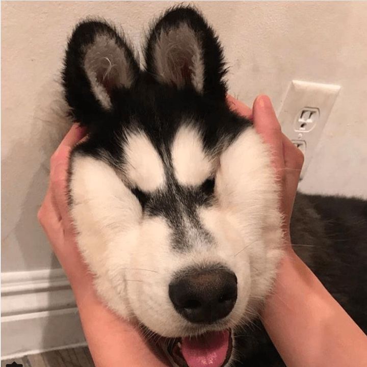Pets funny