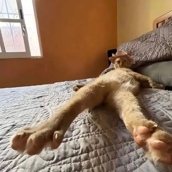 Funnysleepycat