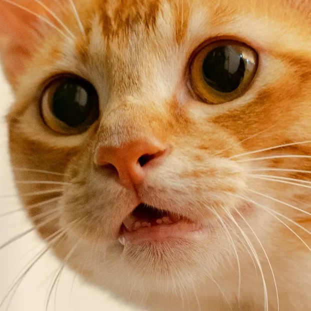 Bajiecat