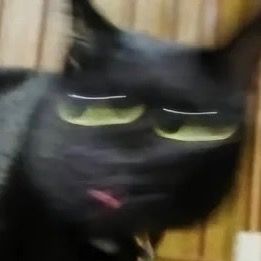Mew Bí Content