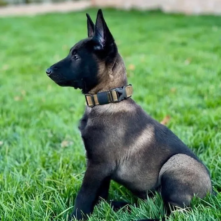 us.k9