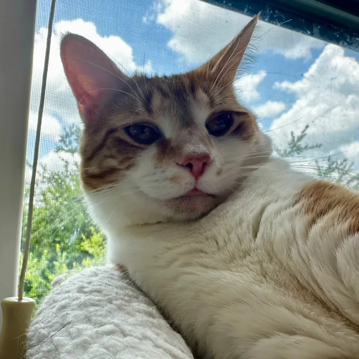 Cat2r