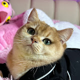 Princess Nika cat
