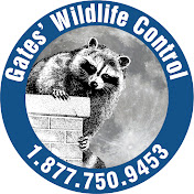 Gates Wildlife Control