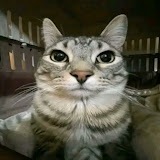 Meowing
