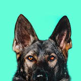 Jade the Sable GSD