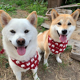 Mikan and Q-Taro Shiba Inu Family