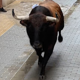 Multi Toros